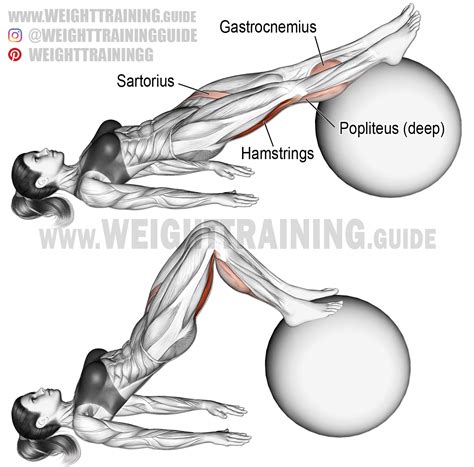 Stability ball leg curl. An isolation exercise. Target muscles ...