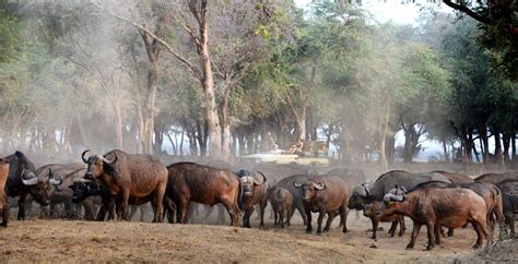 Lower Zambezi National Park wildlife location in Zambia, Africa | Wildlife Worldwide