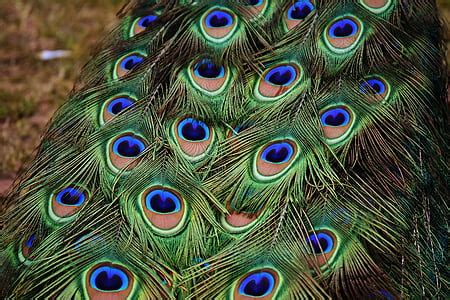 Royalty-Free photo: Green, blue, and red peacock feathers | PickPik