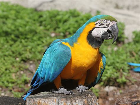 File:Blue-and-yellow Macaw RWD2.jpg - Wikimedia Commons