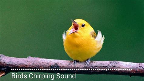 Animal sounds, Birds Chirping Sound - YouTube