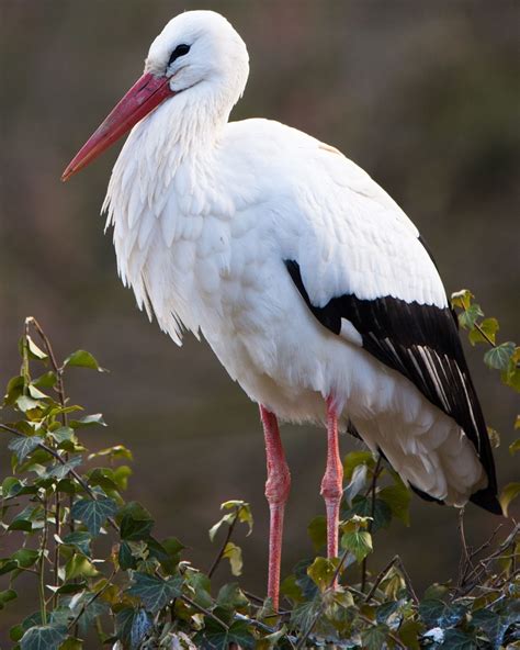 White Stork (Birds of Serbia - guide) · iNaturalist