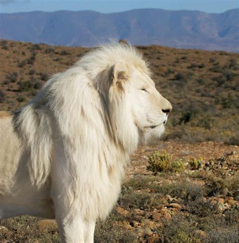 The White Lions of Timbavati White lions are not albino (unpigmented) but are leucistic ...