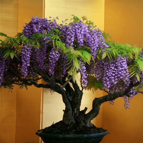 Growing Wisteria Bonsai From a Seed | Bonsai Resource Center