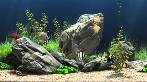 Fish Tank Backgrounds Download | PixelsTalk.Net