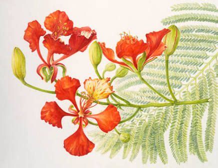 poinciana flower - Google Search | Botanical drawings, Flower drawing, Flower painting