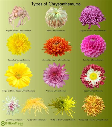 Chrysanthemum Flower Growing: Types, Planting Guide