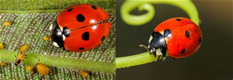 8 Types of Ladybugs Found In Florida! (ID GUIDE) | Ladybug, Asian ...