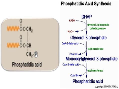 SYNTHESIS OF PHOSPHOLIPIDS