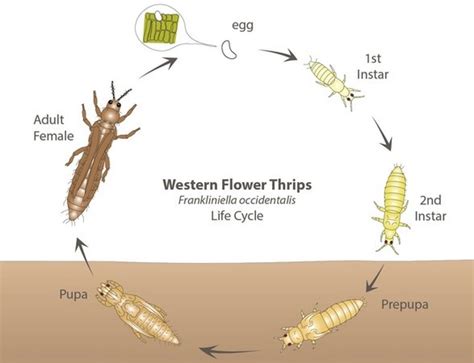 Integrated pest management options for the western flower thrips in lettuce