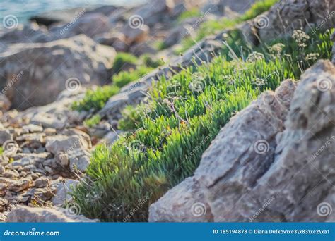 Plants on a rocky beach stock photo. Image of plants - 185194878