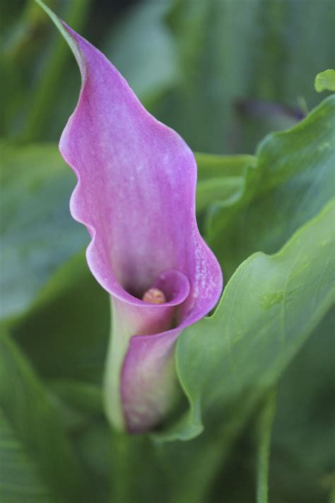 Calla Lily - My Garden Odessa, Calla Lily, Garden Planning, Flower Garden, Backyard, Plants ...