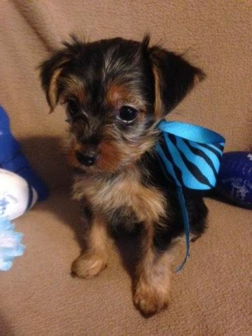 Yorkie Pin (Min Pin-Yorkie Mix) Info, Temperament, Puppies, Pictures