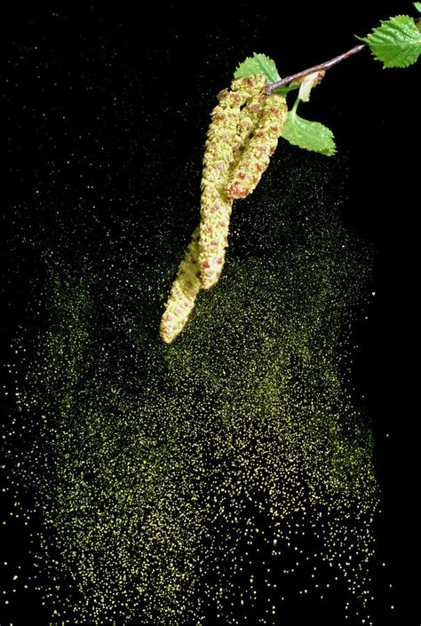 Pollen From A Silver Birch Photograph by Dr Jeremy Burgess/science ...