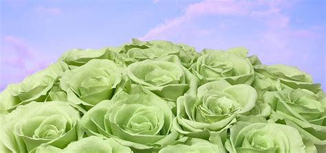 Green Roses: History, Meaning, and Symbolism | Blooms by Heinau