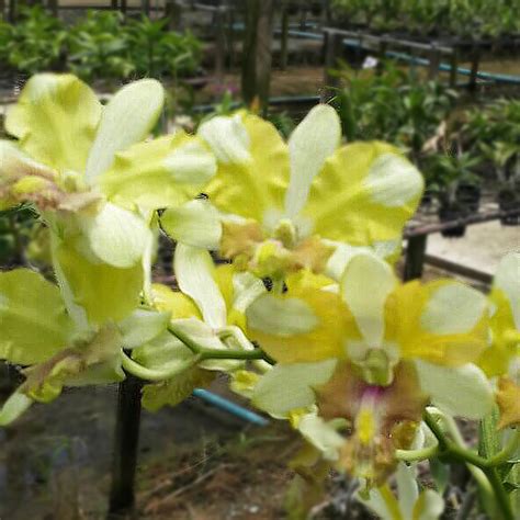 Den. King Dragon Yellow - BB Orchids