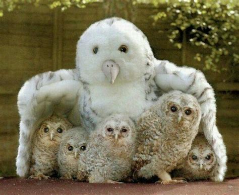 Snowy Owl with Chicks (With images) | Cute baby animals, Baby owls ...