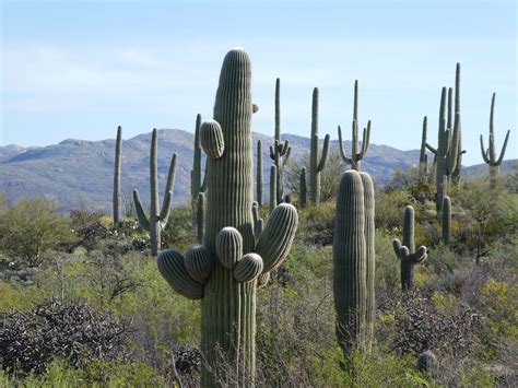 Saguaro National Park - The Good, The Bad and the RV