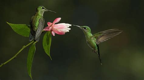 Hummingbird Wallpapers - Top Free Hummingbird Backgrounds - WallpaperAccess