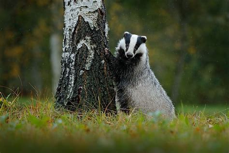 Animals Native to Germany - WorldAtlas.com