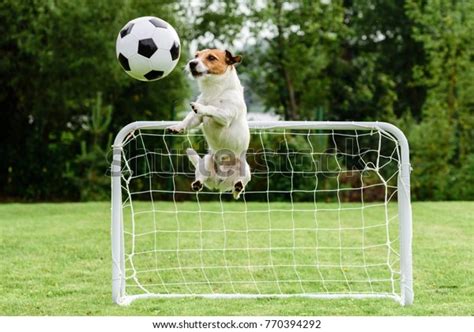 3,137 Dog Play Soccer Images, Stock Photos & Vectors | Shutterstock