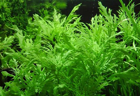 Water Wisteria Aquarium Plant Care