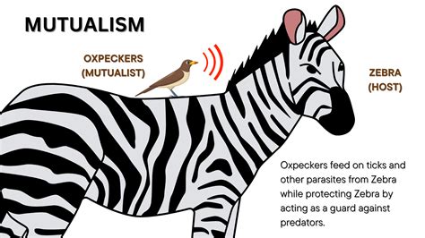 Describe and give an example of mutualism. | Quizlet