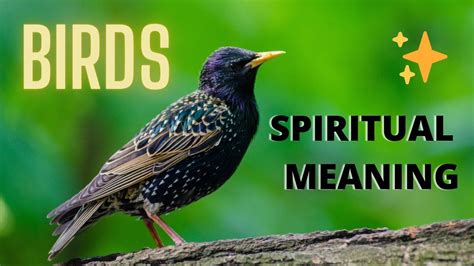 BIRDS SYMBOLISM 🐤🐤 - The Spiritual Meaning of Birds - YouTube