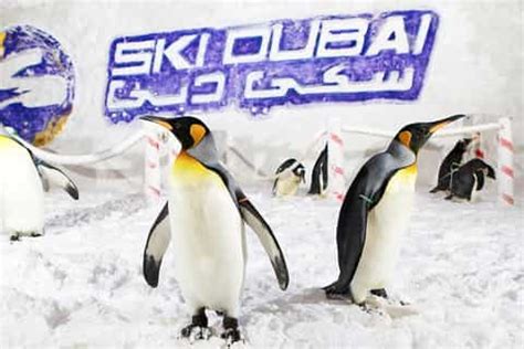 The BEST Snow Penguins, Ski Dubai Wheelchair accessible 2022 - FREE ...