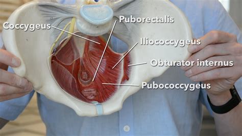 Pelvic Floor Muscles Female Anatomy | Viewfloor.co