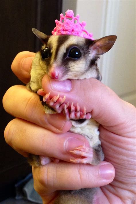 10 things to expect when owning sugar gliders – Artofit