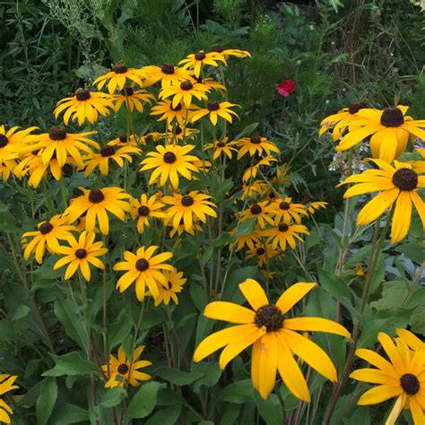 Rudbeckia fulgida deamii | Yellow House Heritage Perennials