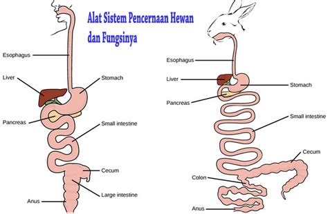 √ 8 Sistem Pencernaan Hewan Ruminansia dan Fungsinya | Guru Sains