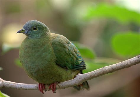 black-naped fruit dove Ptilinopus melanospilus Female Photograph by ...