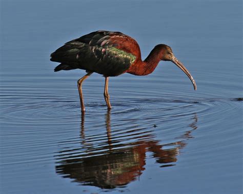 BirdLife Melbourne - Glossy Ibis