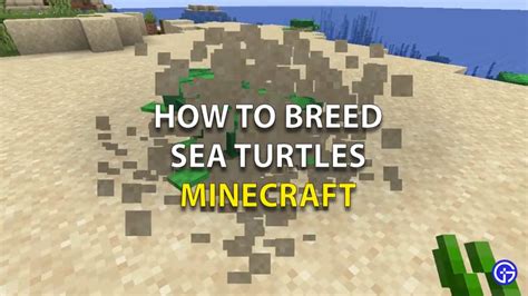 How To Breed Turtles In Minecraft - Bedrock Edition