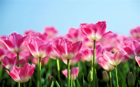 Spring Flowers Backgrounds Desktop - Wallpaper Cave