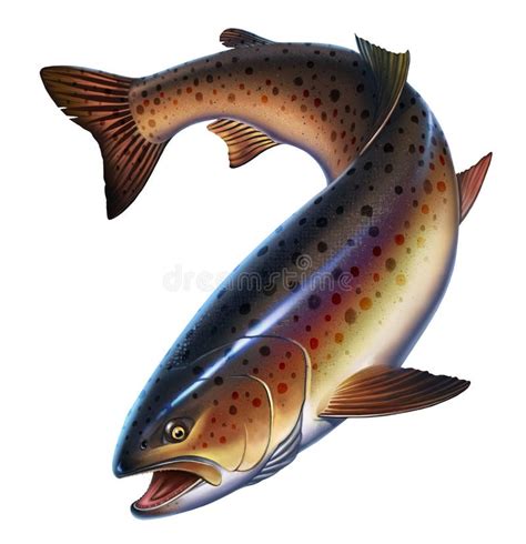 Trout Stock Illustrations – 24,523 Trout Stock Illustrations, Vectors ...