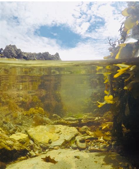 Sea Hare - The Rock Pool Project