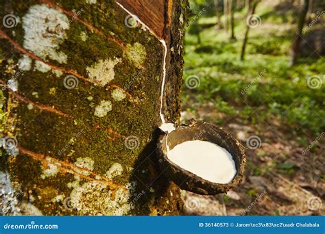 Rubber tree stock image. Image of natural, harvesting - 36140573