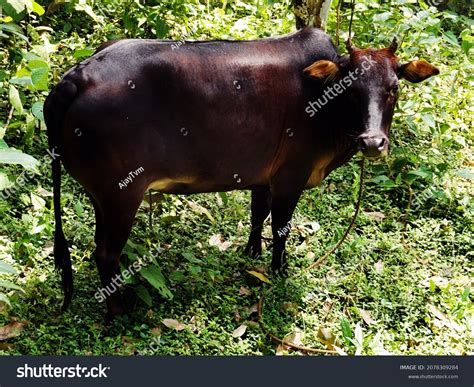 Vechur Cow Rare Indian Breed Bos Stock Photo 2078309284 | Shutterstock