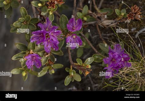 Lapland Rhododendron, Rhododendron lapponicum in flower in spring; Abisko, arctic Sweden Stock ...