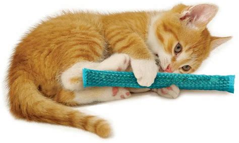 7 Best Cat Chew Toys for Gnawing Fun | I Love My Dog So Much