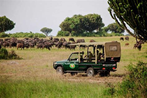 Uganda Wildlife Safari Guide & Trip Plan - AfricanMecca Safaris