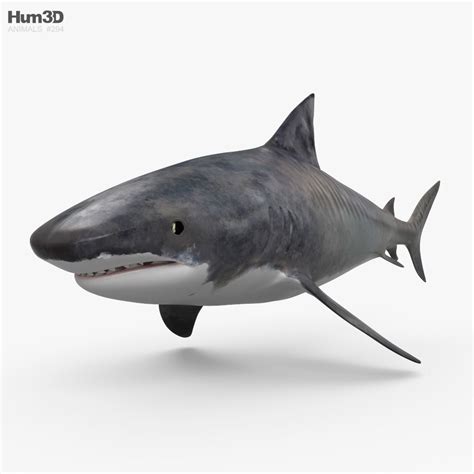 Tiger Shark HD 3D model - Animals on Hum3D