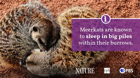 Meerkat Fact Sheet | Blog | Nature | PBS