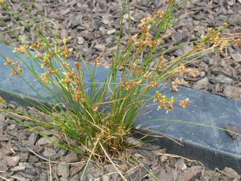 Juncus tenuis, Path Rush (FAC-) Easily grown in wet to somewhat dry soils. 6"-2'. This tough ...