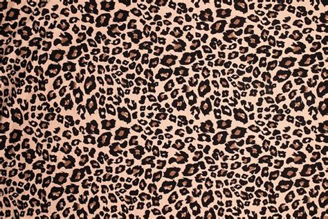 70+ Free Leopard Print & Leopard Images - Pixabay