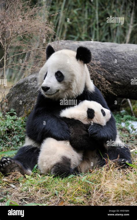 Giant panda (Ailuropoda melanoleuca) mother and cub. Wolong Nature ...