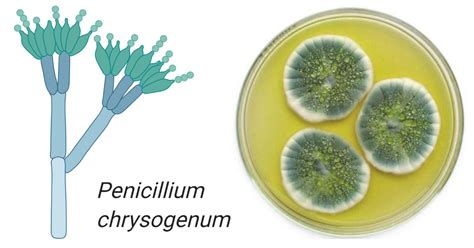 Pin on Microbiology Notes